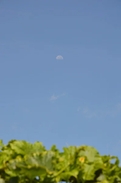 Lua no céu na árvore de melão de manhã e inverno — Fotografia de Stock