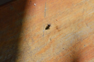 Ahşap tahta üzerinde uçmak