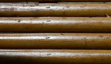 Bambu yansıma güneş ışığı ile