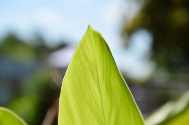 yaprak doku bahçede