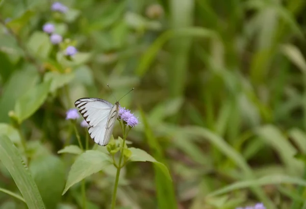 Fluture pe iarbă cu flori violet — Fotografie, imagine de stoc
