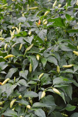 Chili bahçede dalı