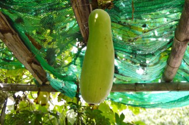 Kış bahçesinde dallara asılı kavun