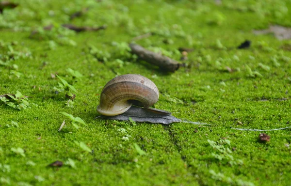 Escargot sur le sol de mousse — Photo