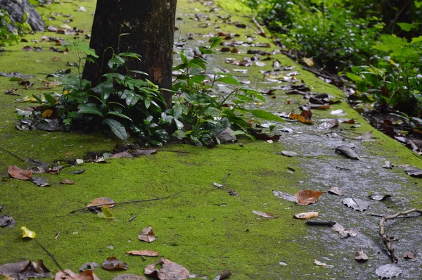 Mousse sur la passerelle dans le parc — Photo