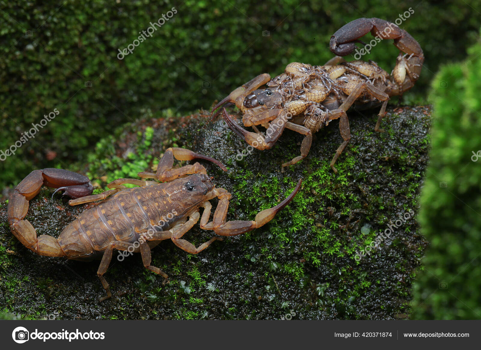 Группа Скорпионов Lychas Mucronatus Отдыхает Кирпиче Заросшем Мхом.