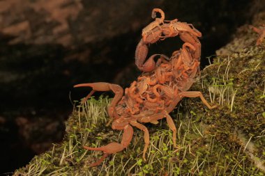 Bir akrep anne (Hottentotta hottentotta) yavrularını yırtıcı saldırılardan korumak için tutar..