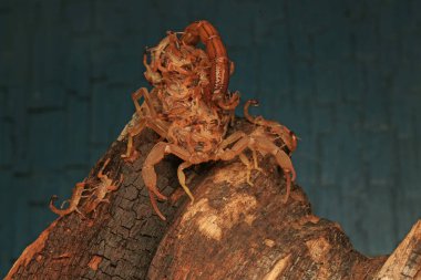 Bir akrep anne (Hottentotta hottentotta) yavrularını yırtıcı saldırılardan korumak için tutar..