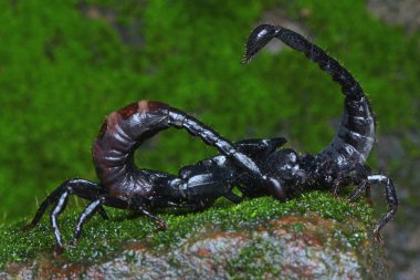 Bir çift siyah akrep çiftleşmeye hazırlanıyor..