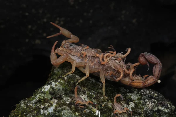 Une Mère Scorpion Hottentotta Hottentotta Tient Ses Bébés Pour Les — Photo