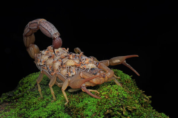 A scorpion mother (Hottentotta hottentotta) is holding its babies to protect them from predator attacks.