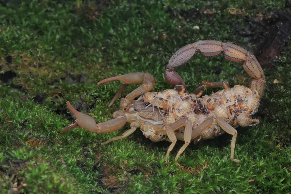 Una Madre Scorpione Hottentotta Hottentotta Sta Tenendo Braccio Suoi Piccoli — Foto Stock