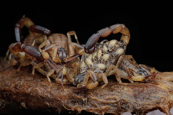 一群蝎子 Lychas Mucronatus 栖息在长满苔藓的砖头上 — 图库照片