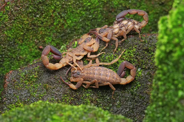 一群蝎子 Lychas Mucronatus 栖息在长满苔藓的砖头上 — 图库照片