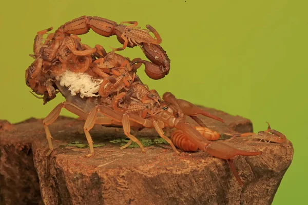 Skorpion Matka Hottentotta Hottentotta Trzyma Swoje Dzieci Aby Chronić Przed — Zdjęcie stockowe
