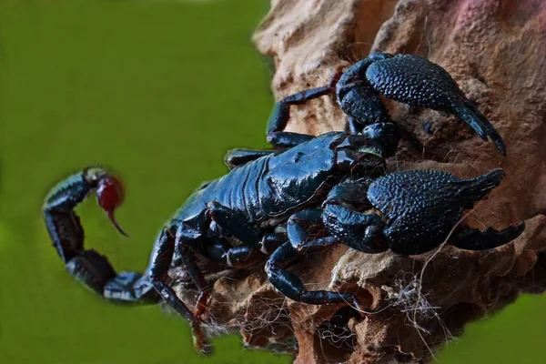 Escorpião Negro Está Procura Presas Madeira Intemperizada — Fotografia de Stock