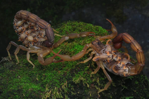 Baby Scorpions Images Libres De Droit Photos De Baby Scorpions Depositphotos