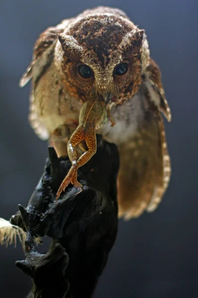 Eine Eule Otus Macht Jagd Auf Einen Frosch — Stockfoto