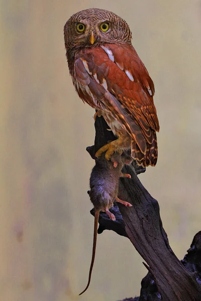 Chouette Javan Glaucidium Castanopterum Mange Rat — Photo