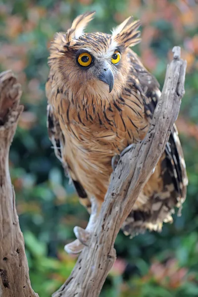 Eine Lebhafte Fischeule Ketupa Ketupu Thront Auf Trockenem Holz — Stockfoto