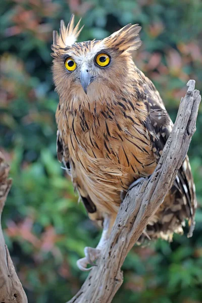 Eine Lebhafte Fischeule Ketupa Ketupu Thront Auf Trockenem Holz — Stockfoto