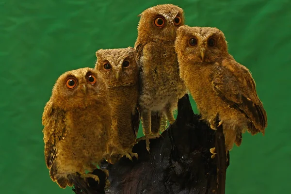 Vier Junge Eulen Hocken Auf Trockenem Holz — Stockfoto