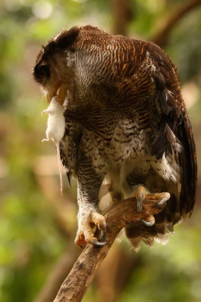 Hibou Buffy Ketupa Ketupu Mangeant Une Souris Blanche — Photo