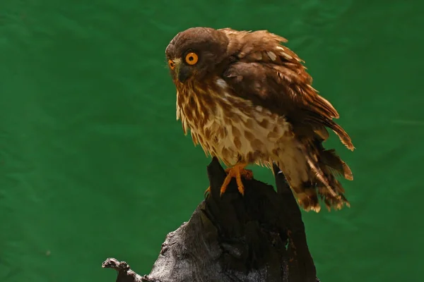 Hibou Aux Yeux Jaunes Perché Sur Arbre Mort — Photo