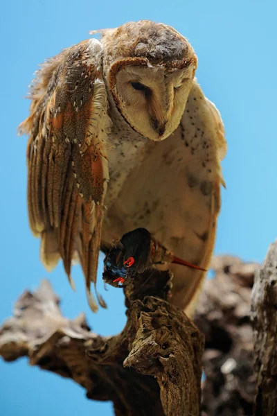 Une Chouette Tyto Alba Prend Petit Oiseau — Photo