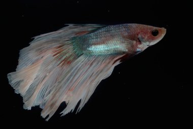 Beta balığı (Betta splendens) zarifçe yüzmektedir..