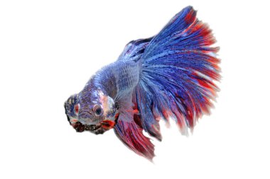 Beta balığı (Betta splendens) zarifçe yüzmektedir..