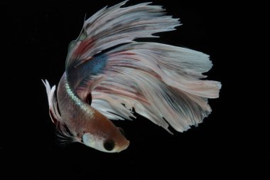 Beta balığı (Betta splendens) zarifçe yüzmektedir..