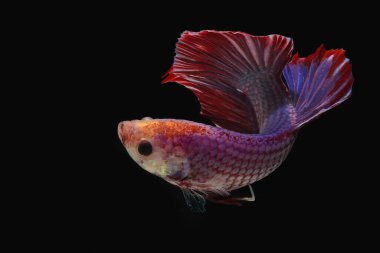 Beta balığı (Betta splendens) zarifçe yüzmektedir..