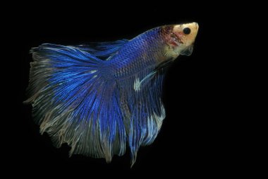 Beta balığı (Betta splendens) zarifçe yüzmektedir..