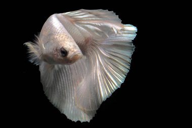 Beta balığı (Betta splendens) zarifçe yüzmektedir..