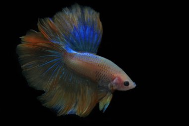 Beta balığı (Betta splendens) zarifçe yüzmektedir..