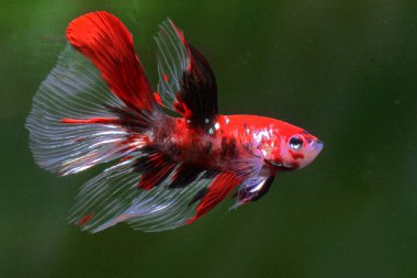 Beta balığı (Betta splendens) zarifçe yüzmektedir..