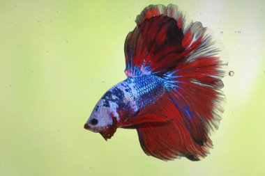 Beta balığı (Betta splendens) zarifçe yüzmektedir..