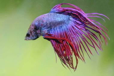 Beta balığı (Betta splendens) zarifçe yüzmektedir..