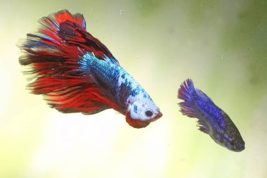 Beta balığı (Betta splendens) zarifçe yüzmektedir..