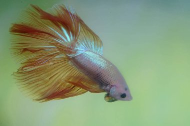 Beta balığı (Betta splendens) zarifçe yüzmektedir..