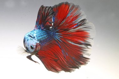 Beta balığı (Betta splendens) zarifçe yüzmektedir..