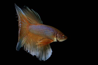 Beta balığı (Betta splendens) zarifçe yüzmektedir..