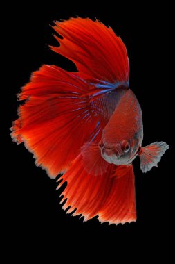 Beta balığı (Betta splendens) zarifçe yüzmektedir..