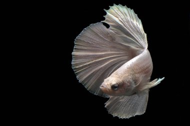 Beta balığı (Betta splendens) zarifçe yüzmektedir..
