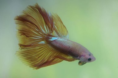 Beta balığı (Betta splendens) zarifçe yüzmektedir..