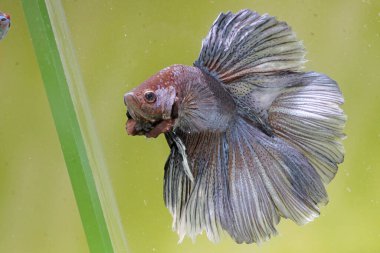 Beta balığı (Betta splendens) zarifçe yüzmektedir..