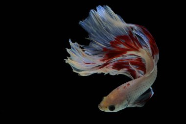 Beta balığı (Betta splendens) zarifçe yüzmektedir..