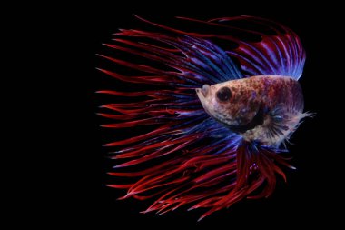 Beta balığı (Betta splendens) zarifçe yüzmektedir..