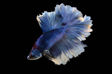 Betta balığı (Betta sp), bir çeşit yarım ay gül kuyruğu türüdür ve zarifçe yüzerler..
